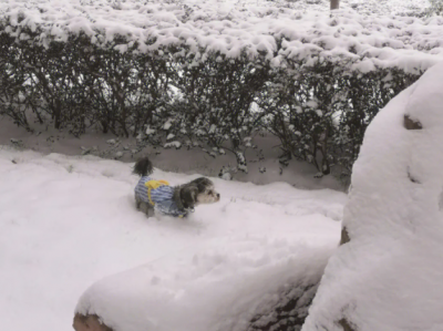 下雪回村里遛狗